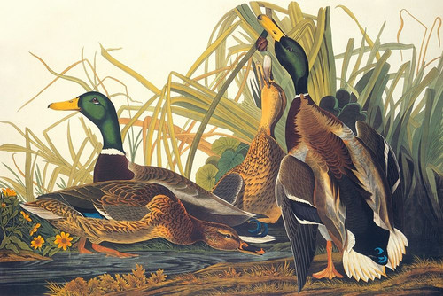 Mallard Duck Poster Print by John James Audubon