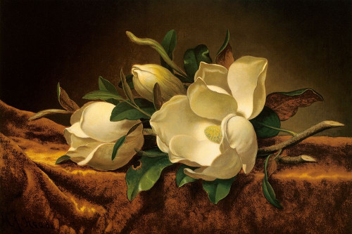 Magnolia On Gold Velvet Cloth Poster Print by Martin Johnson Heade - Item # VARPDX117311