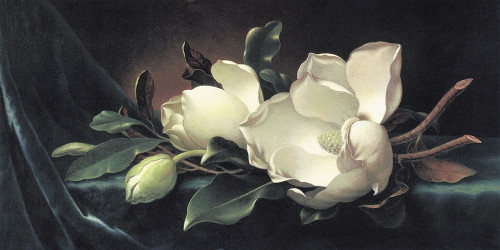 Magnolia Blossom On Blue Velvet Poster Print by Martin Johnson Heade - Item # VARPDX118311