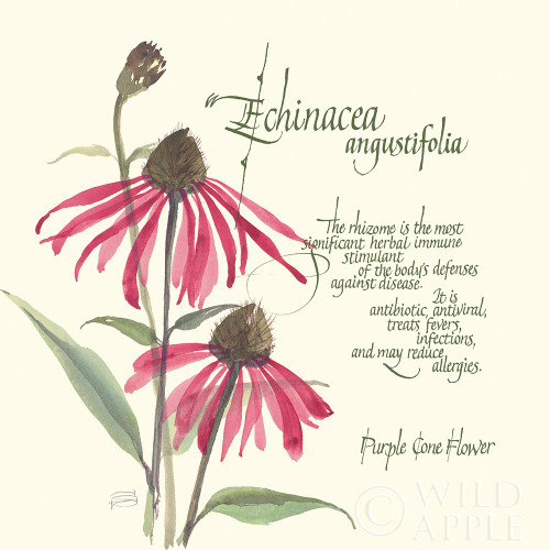 Echinacea Poster Print by Chris Paschke - Item # VARPDX1448