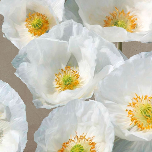 Poppies on Taupe II Poster Print by Sanna Leonardo - Item # VARPDX1LN4903