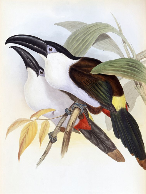 Black-Billed Hill Toucan Poster Print by John Gould - Item # VARPDX277741