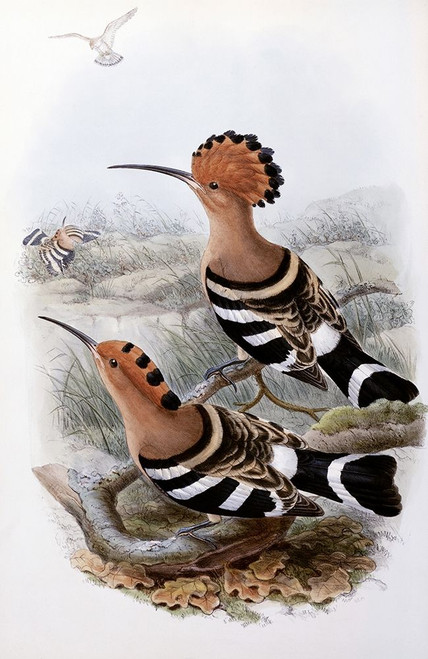 Indian Hoopoe Poster Print by John Gould - Item # VARPDX277768