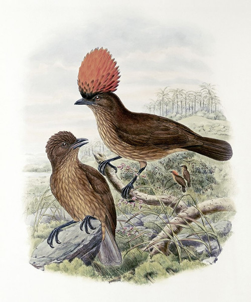 Orange-Crested Bower-Bird Poster Print by John Gould - Item # VARPDX277774