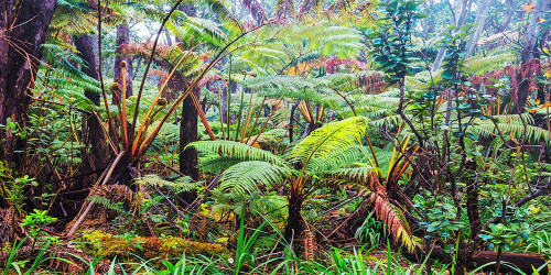 Palm and fern forest, Hawaii (detail) Poster Print by Pangea Images Pangea Images - Item # VARPDX2AP4875