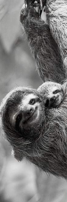 Sloth Swing Poster Print by Jim Goldstein - Item # VARPDX40859