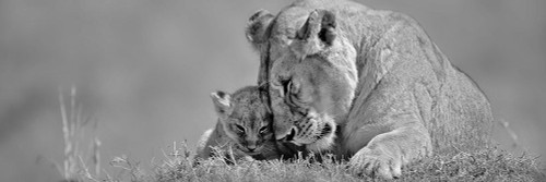 Lioness Love Poster Print by Adam Jones - Item # VARPDX40860