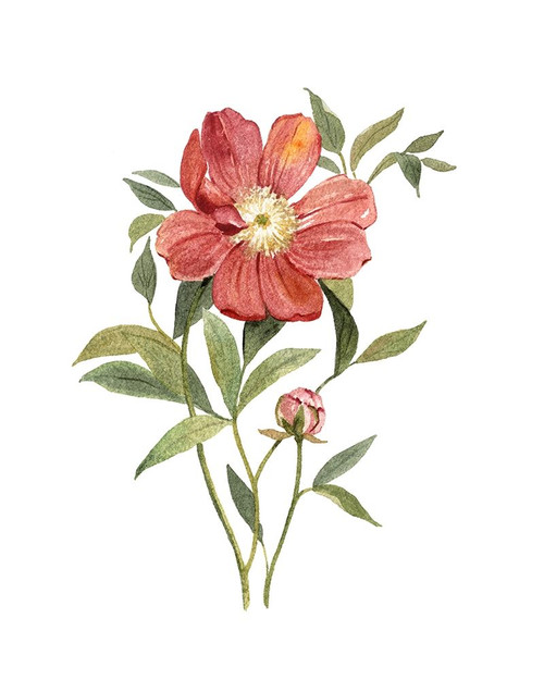 Scarlet Peony Poster Print by Carol Robinson - Item # VARPDX40947