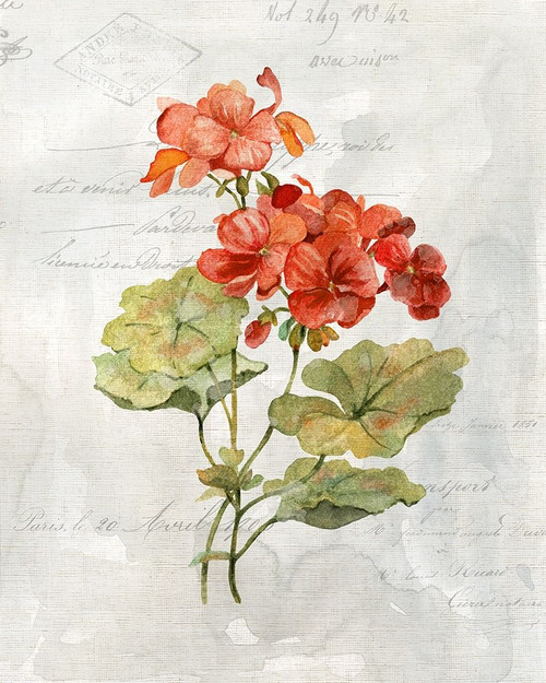 Linen Geranium Poster Print by Carol Robinson - Item # VARPDX41007