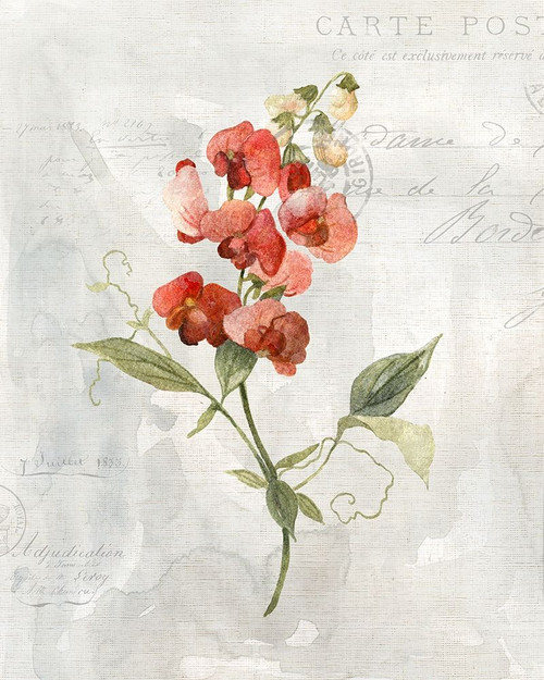 Linen Sweet Pea Poster Print by Carol Robinson - Item # VARPDX41008