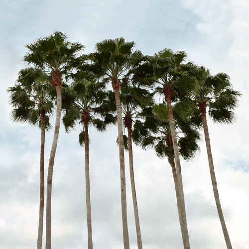 Surfs Up Poster Print by Natalie Carpentieri - Item # VARPDX41044