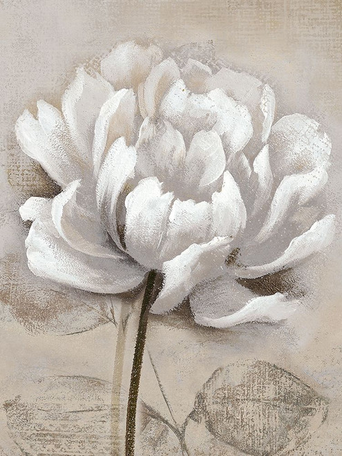 Soft White I Poster Print by Nan Nan - Item # VARPDX41075