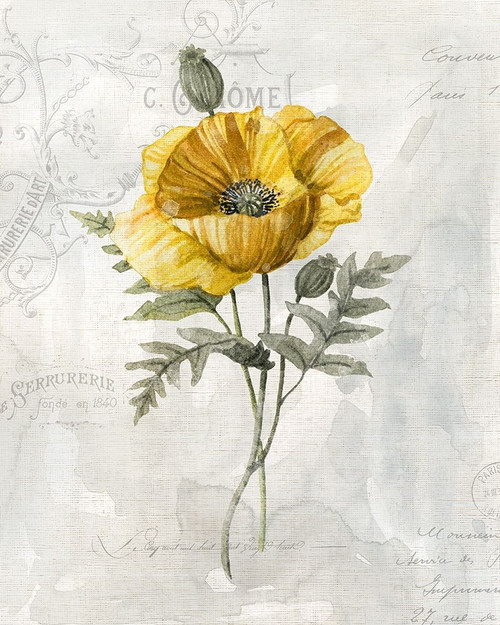 Canaray Linen Poppy Poster Print by Carol Robinson - Item # VARPDX41250