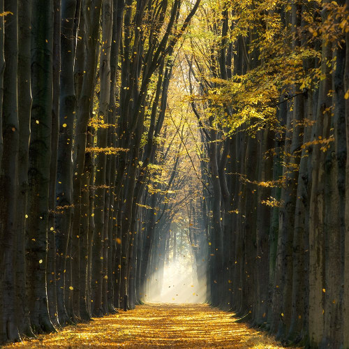 Fall Kicks In Poster Print by Lars Van de Goor - Item # VARPDX41262