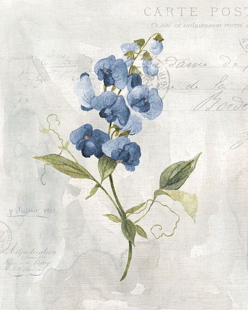 Blue Linen Sweet Poster Print by Carol Robinson - Item # VARPDX41859