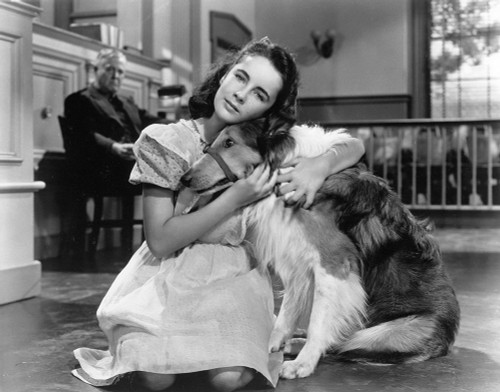 Elizabeth Taylor wih Lassie Poster Print by Hollywood Photo Archive Hollywood Photo Archive - Item # VARPDX490079