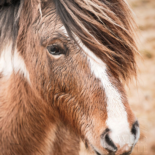 Elska III Poster Print by Laura Marshall - Item # VARPDX49818