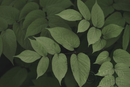 Leafy II Poster Print by Elizabeth Urquhart - Item # VARPDX50719