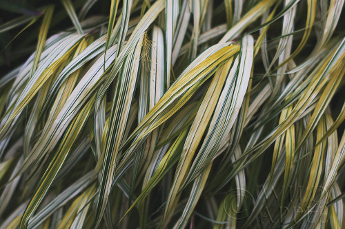 Leafy III Poster Print by Elizabeth Urquhart - Item # VARPDX50720
