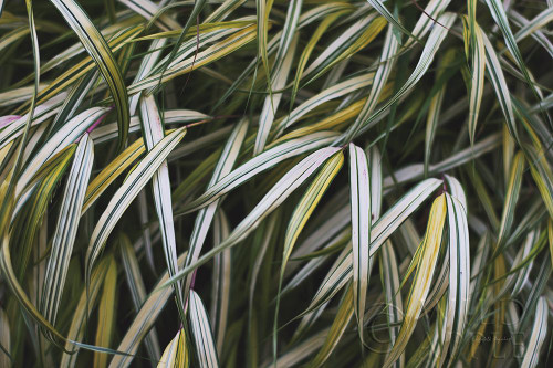 Leafy IV Poster Print by Elizabeth Urquhart - Item # VARPDX50721