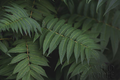 Leafy V Poster Print by Elizabeth Urquhart - Item # VARPDX50722