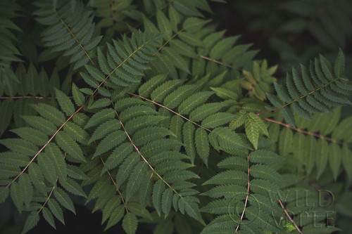 Leafy VI Poster Print by Elizabeth Urquhart - Item # VARPDX50723