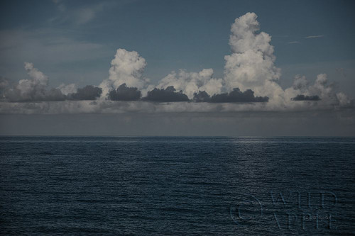 Into the Deep I Poster Print by Elizabeth Urquhart - Item # VARPDX50743