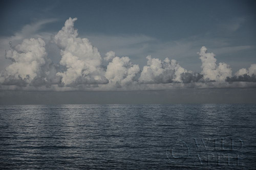 Into the Deep II Poster Print by Elizabeth Urquhart - Item # VARPDX50744