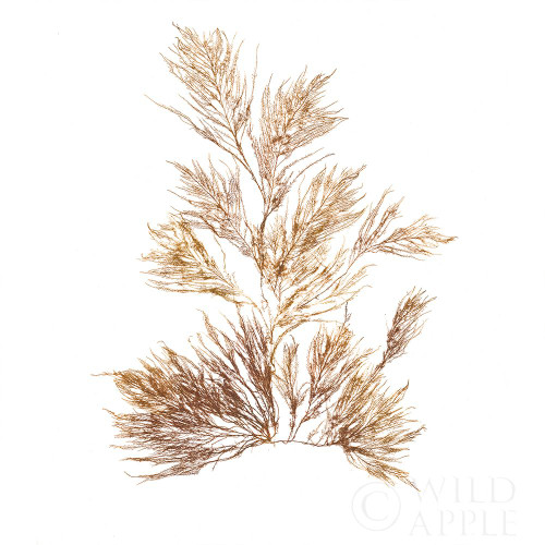 Pacific Sea Mosses X White Sq Poster Print by Wild Apple Portfolio Wild Apple Portfolio - Item # VARPDX51612