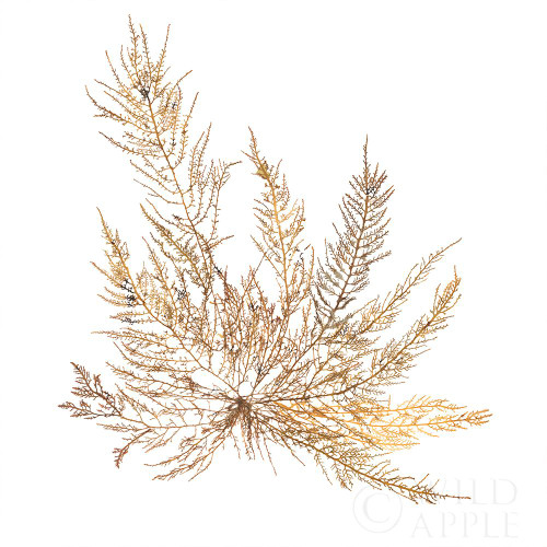 Pacific Sea Mosses XII White Sq Poster Print by Wild Apple Portfolio Wild Apple Portfolio - Item # VARPDX51613