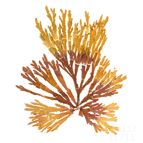 Pacific Sea Mosses XIX White Sq Poster Print by Wild Apple Portfolio Wild Apple Portfolio - Item # VARPDX51617