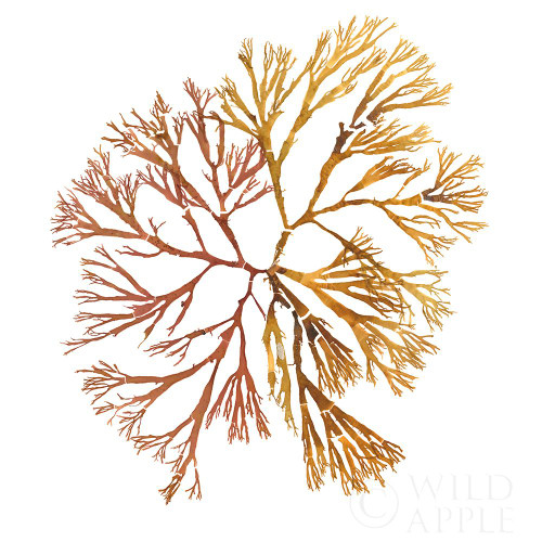 Pacific Sea Mosses XX White Sq Poster Print by Wild Apple Portfolio Wild Apple Portfolio - Item # VARPDX51618