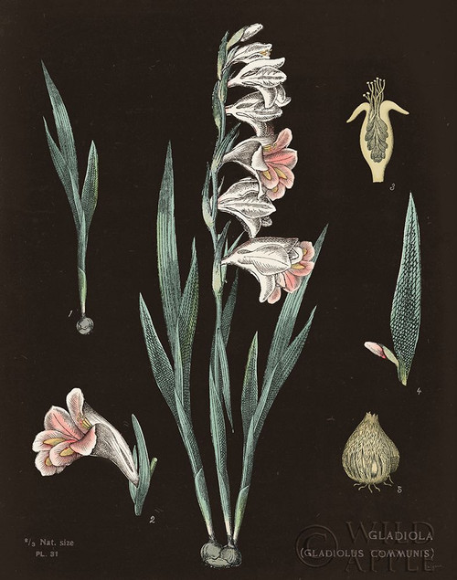 Gladiola Chart Cool Poster Print by Sue Schlabach - Item # VARPDX51749