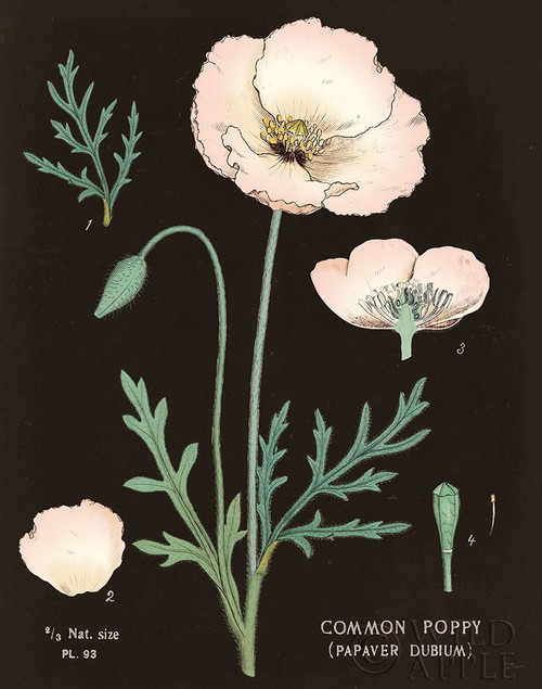 Poppy Chart Cool Poster Print by Sue Schlabach - Item # VARPDX51751