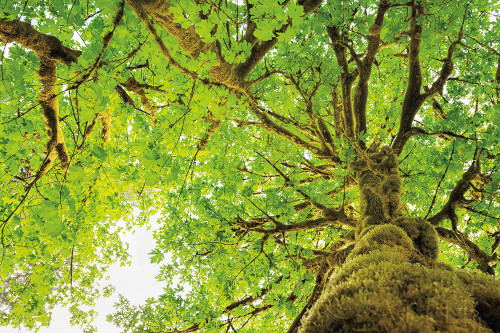 Big Leaf Maple Trees II Poster Print by Alan Majchrowicz - Item # VARPDX52758