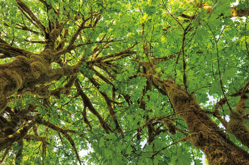 Big Leaf Maple Trees III Poster Print by Alan Majchrowicz - Item # VARPDX52759