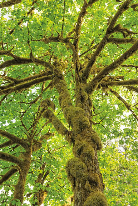 Big Leaf Maple Trees IV Poster Print by Alan Majchrowicz - Item # VARPDX52760