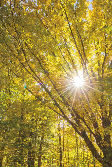 Autumn Foliage Sunburst I Poster Print by Alan Majchrowicz - Item # VARPDX52762