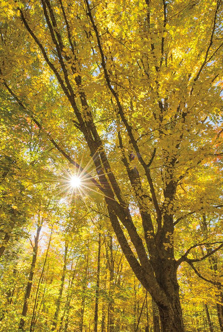 Autumn Foliage Sunburst II Poster Print by Alan Majchrowicz - Item # VARPDX52763