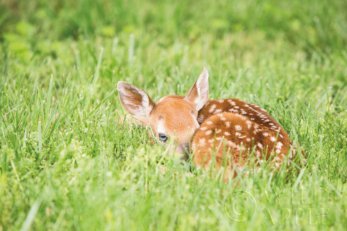 A Fawn Poster Print by Aledanda Aledanda - Item # VARPDX53593