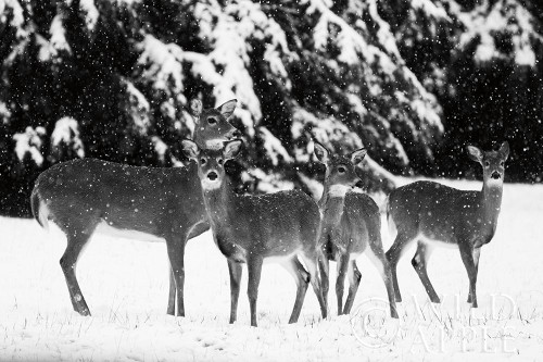 The Herd Poster Print by Aledanda Aledanda - Item # VARPDX53594