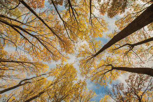 Towering Trees III Poster Print by Aledanda Aledanda - Item # VARPDX53651