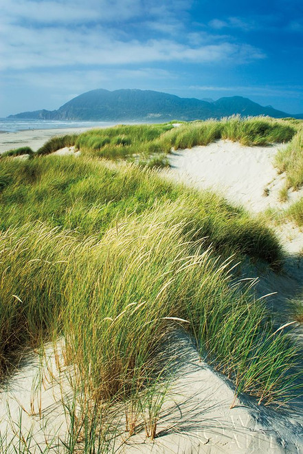 Oregon Dunes Grass Poster Print by Alan Majchrowicz - Item # VARPDX53745