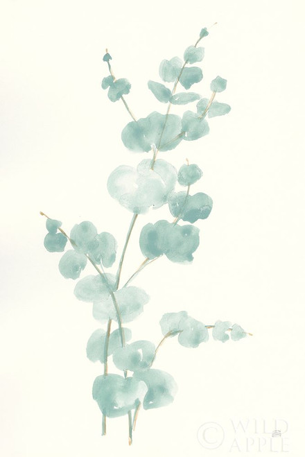 Eucalyptus Branch II Poster Print by Chris Paschke - Item # VARPDX55064
