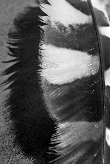 Feather Shadow III Poster Print by Debra Van Swearingen - Item # VARPDX55156