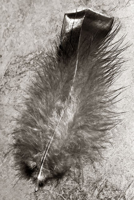 Feather Shadow IV Poster Print by Debra Van Swearingen - Item # VARPDX55157