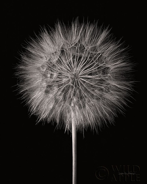 Dandelion Fluff on Black Poster Print by Debra Van Swearingen - Item # VARPDX55159