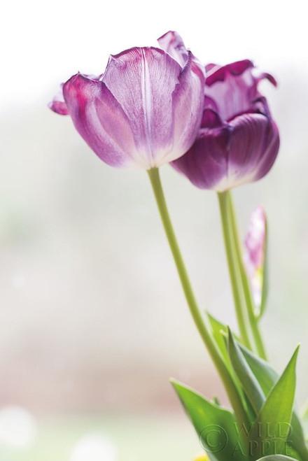 Tulip Time II Poster Print by Aledanda Aledanda - Item # VARPDX55237