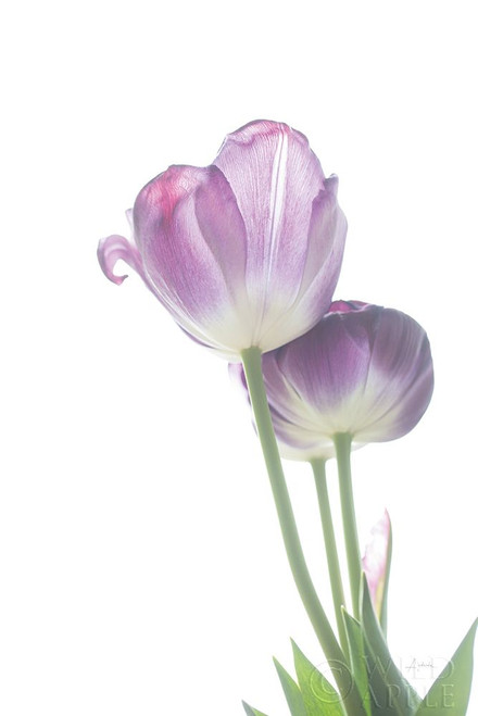 Tulip Time III Poster Print by Aledanda Aledanda - Item # VARPDX55238
