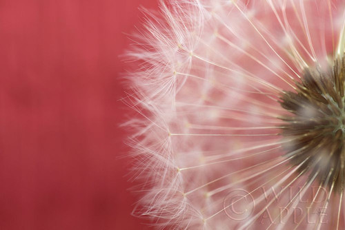 Dandelion on Red III Poster Print by Aledanda Aledanda - Item # VARPDX55246